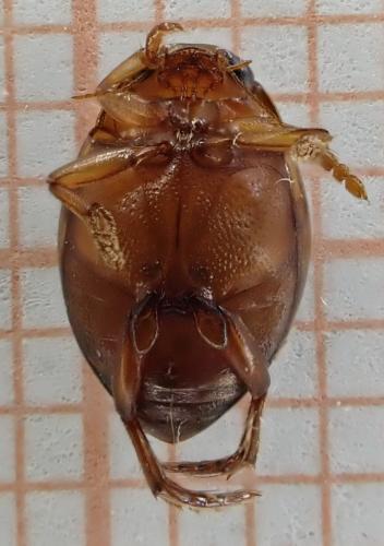 Réf. 251 271 : Hyphydrus ovatus